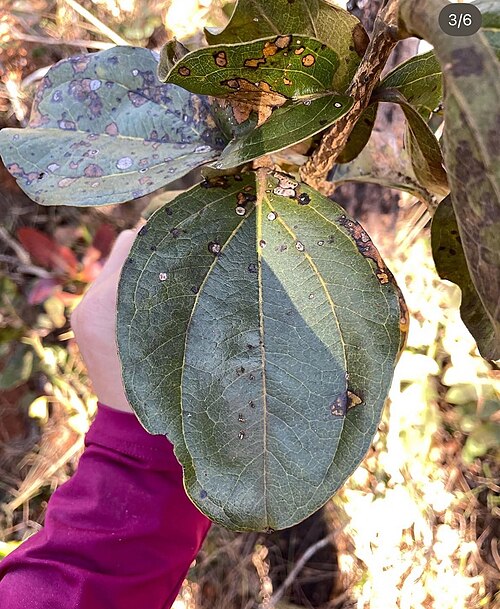 Strychnos pseudoquina: Registro de Strychnos pseudoquina em Área de Relevante Interesse Ecológico Capetinga/Taquara.