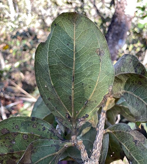 Strychnos pseudoquina: Registro de Strychnos pseudoquina em Área de Relevante Interesse Ecológico Capetinga/Taquara.