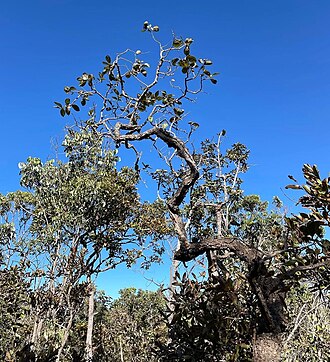 Strychnos pseudoquina: Registro de Strychnos pseudoquina em Área de Relevante Interesse Ecológico Capetinga/Taquara.
