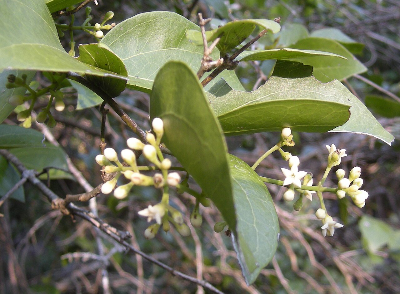Strychnos psilosperma: Strychnos psilosperma flowers. Mount Etna Caves National Park, Central Queensland