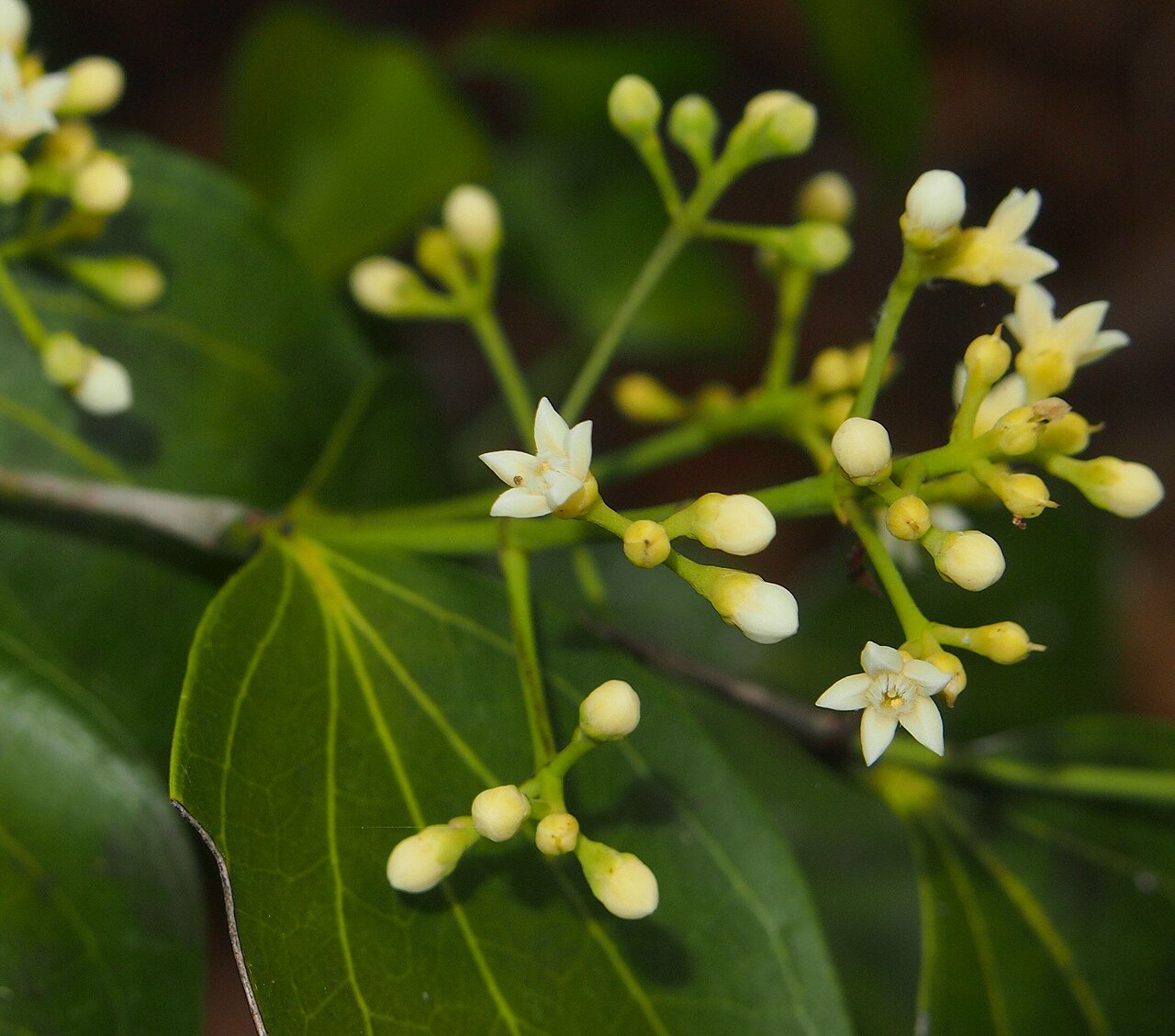 Strychnos psilosperma: Strychnos psilosperma flower