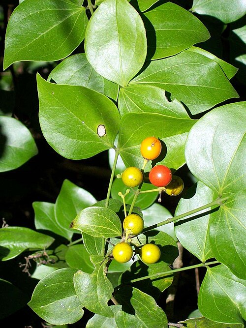 Strychnos psilosperma: Strychnos psilosperma at the Royal Botanic Gardens, Sydney