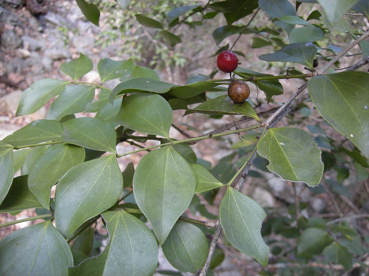 Strychnos psilosperma: Strychnos psilosperma foliage and fruit, Mount Archer National Park, Rockhampton, Queensland.