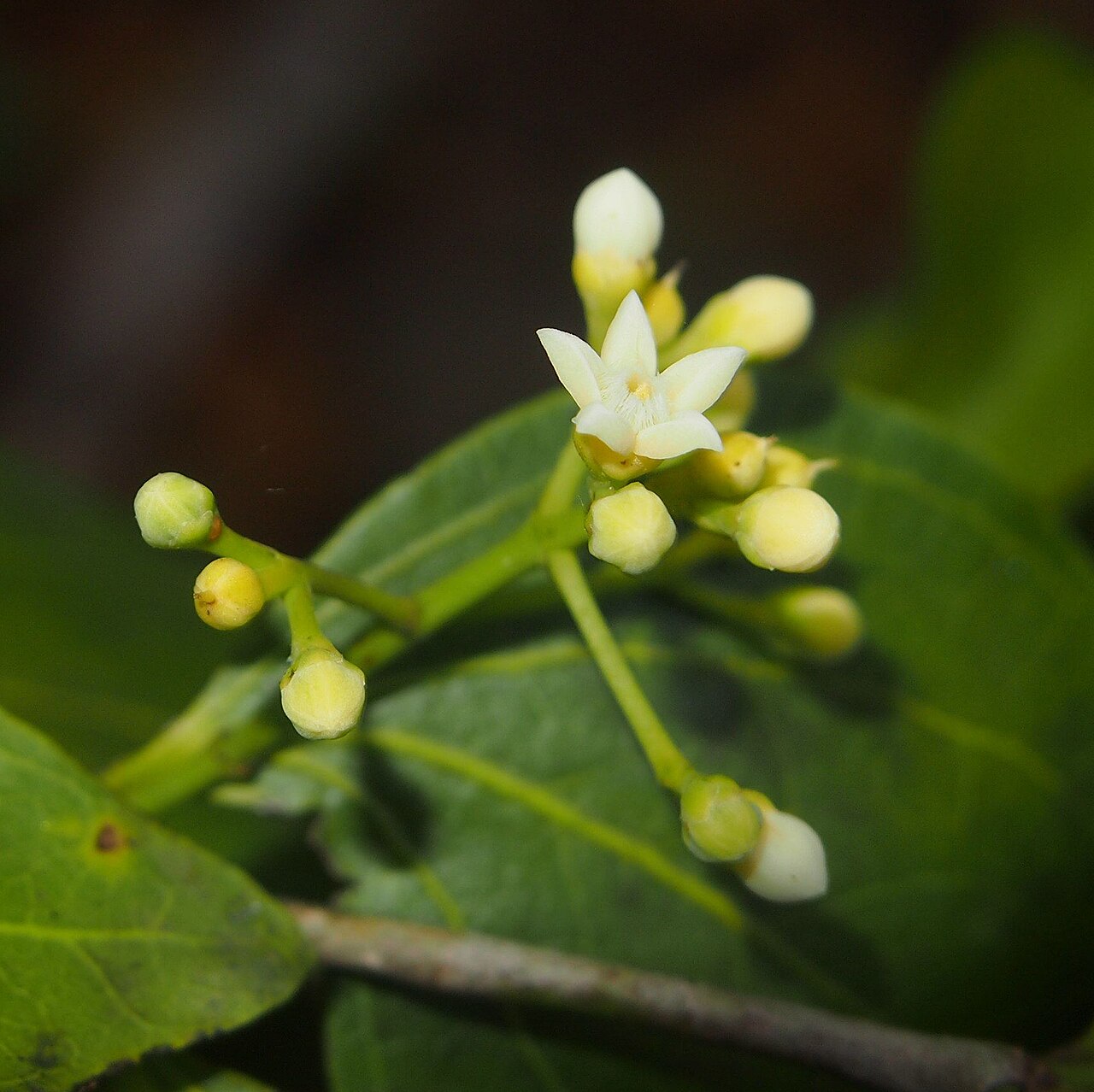 Strychnos psilosperma: Strychnos psilosperma flower