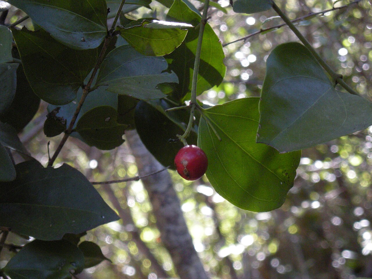 Strychnos psilosperma: Strychnos psilosperma fruit and foliage, Mount Archer National Park, Rockhampton