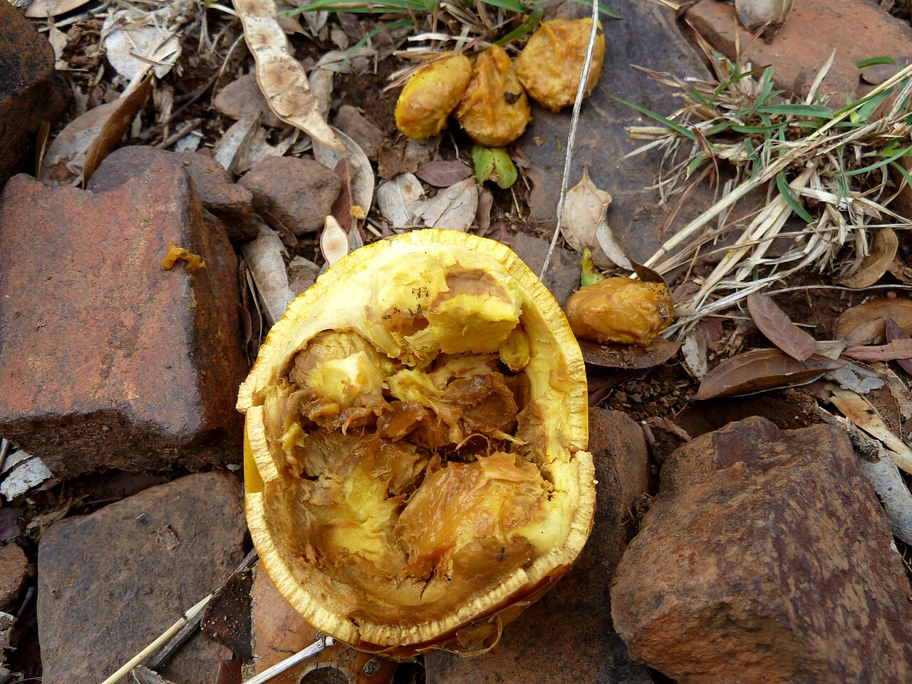 Strychnos pungens: The edible fruit of a Spine-leaved monkey-orange at Schanskop, Pretoria, probably opened by a monkey or baboon.