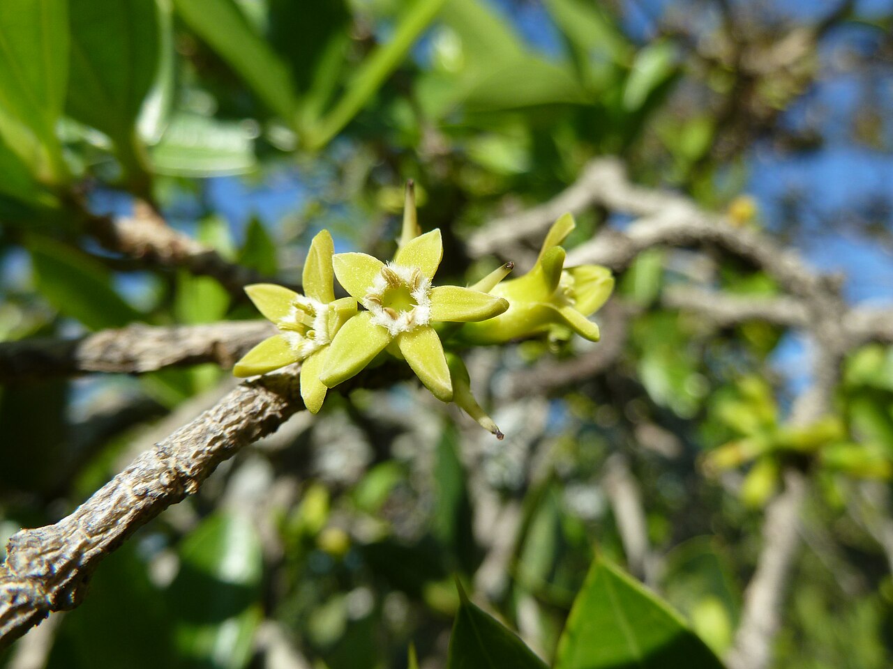 Strychnos pungens: Flowers of a Spine-leaved monkey-orange at Seringveld near Pretoria