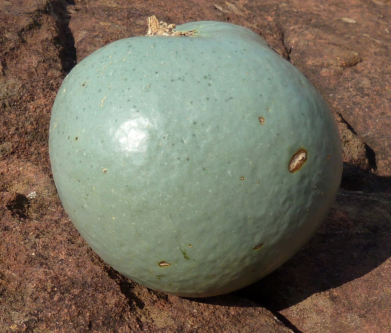 Strychnos pungens: Fruit of a Spine-leaved monkey-orange ( S. pungens ) at Little Eden in De Tweedespruit conservancy, Gauteng