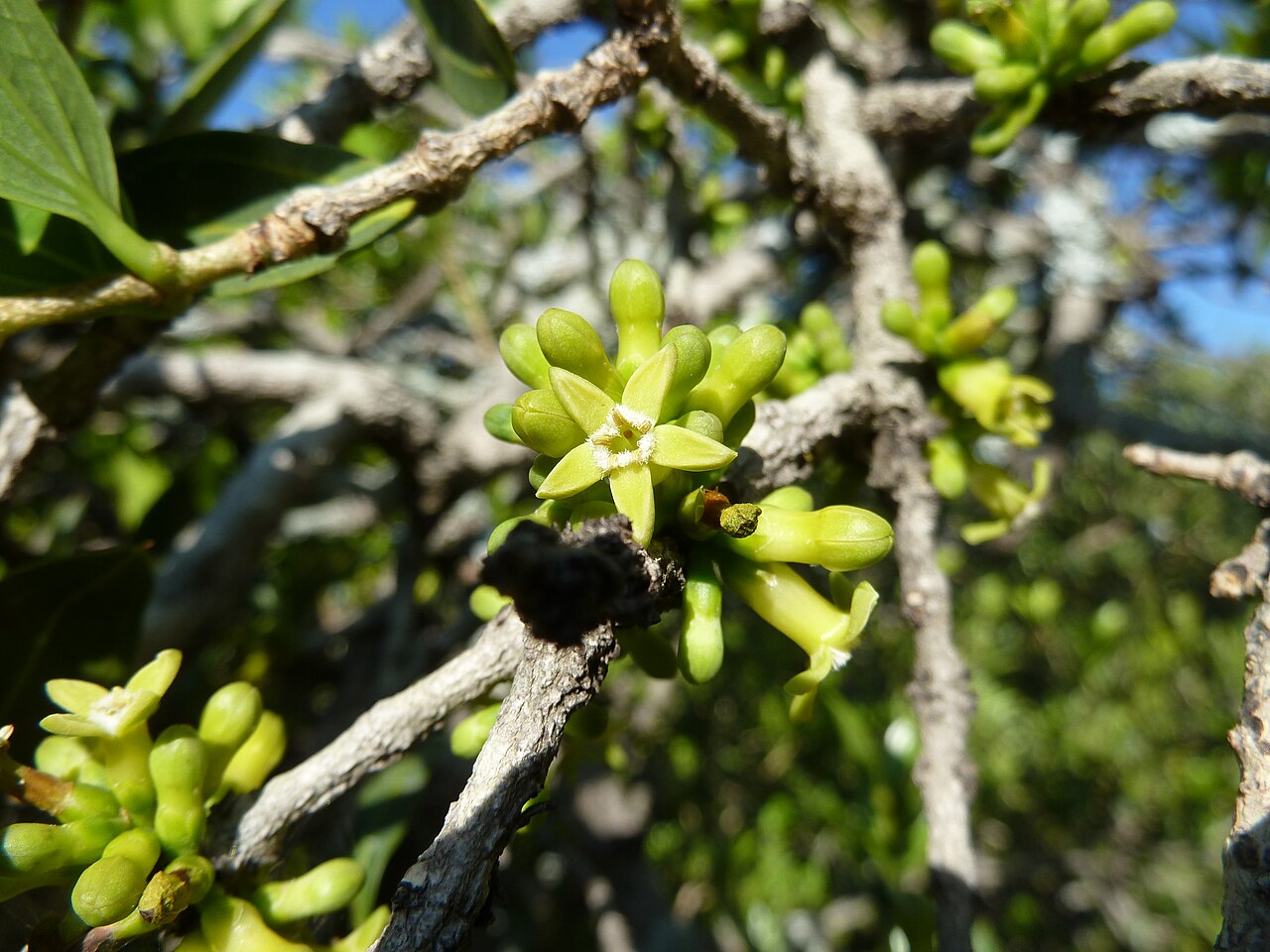 Strychnos pungens: Flowers of a Spine-leaved monkey-orange at Seringveld near Pretoria