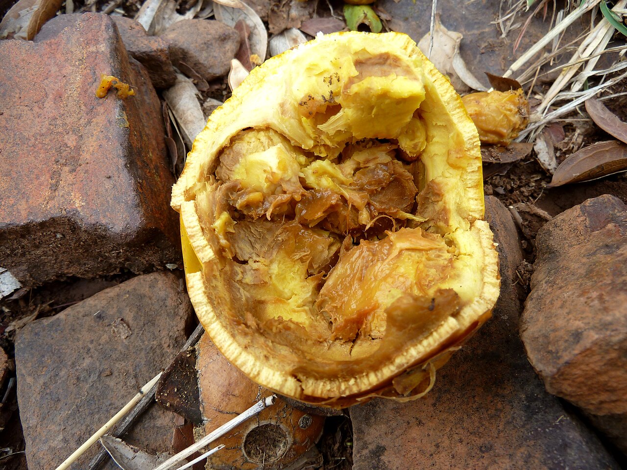 Strychnos pungens: The edible fruit of a Spine-leaved monkey-orange at Schanskop, Pretoria, probably opened by a monkey or baboon.