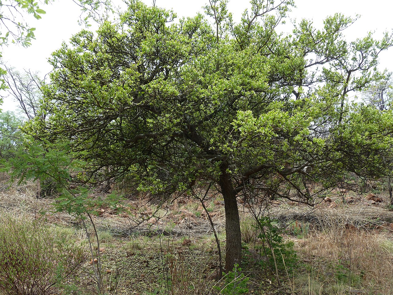 Strychnos pungens: Habit of a Spine-leaved monkey-orange at Schanskop, Pretoria. It carries ample spring foliage.