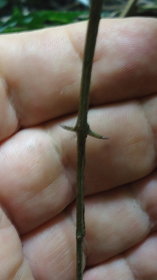 Natal orange: Strychnos sp., Loganiaceae, Atlantic forest, northeastern Bahia, Brazil
