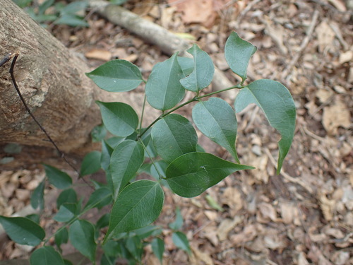 Strychnos usambarensis (Strychnos usambarensis)