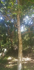 Strychnos usambarensis (Strychnos usambarensis)