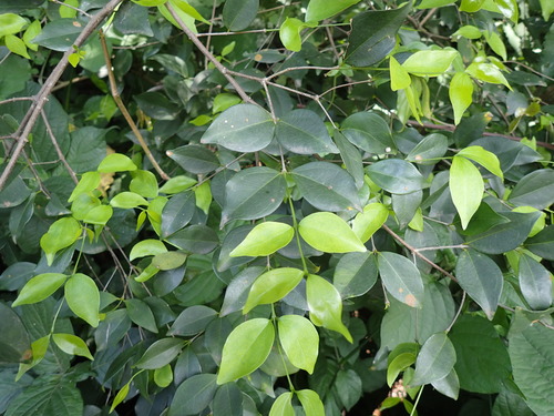 Strychnos usambarensis (Strychnos usambarensis)