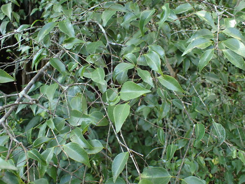 Strychnos usambarensis (Strychnos usambarensis)