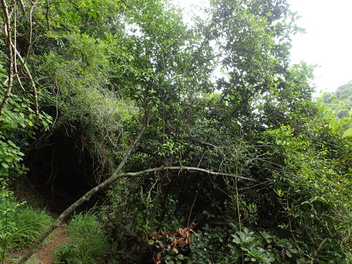 Strychnos usambarensis (Strychnos usambarensis)