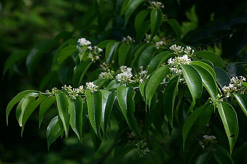Strychnos usambarensis: Strychnos usambarensis flowers - Inhamitanga Forest, Mozambique