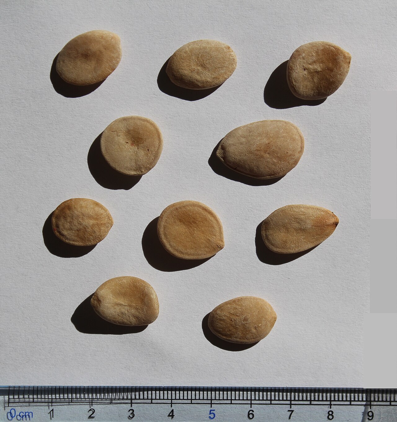 Strychnos usambarensis: Strychnos usambarensis seeds.