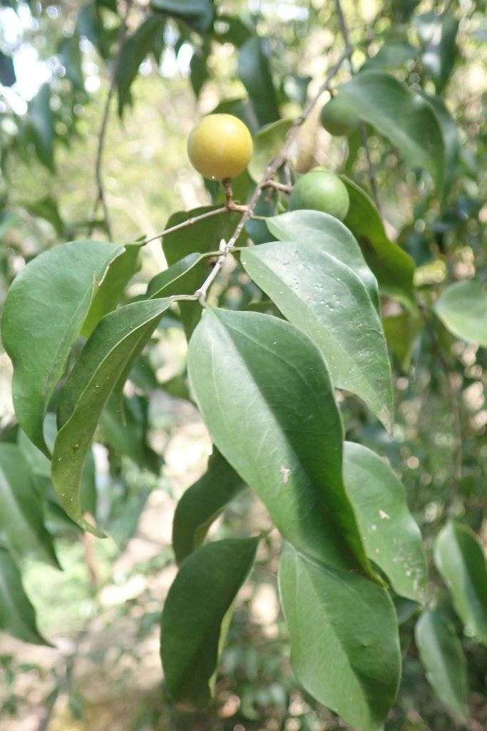 Strychnos usambarensis (Strychnos usambarensis)