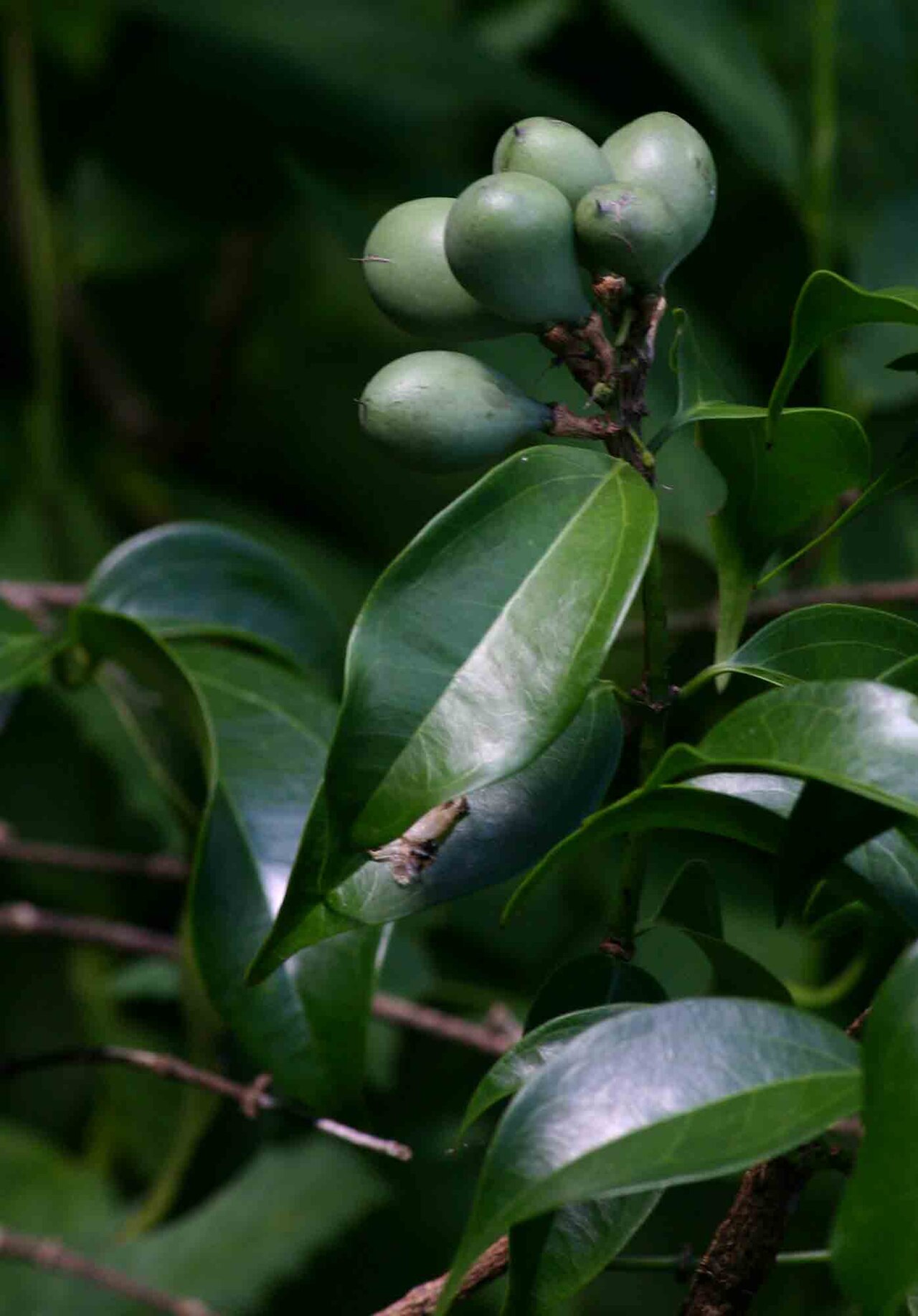 Strychnos usambarensis: Strychnos usambarensis fruits - Catapu, Sofala, Mozambique