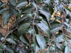 Strychnos usambarensis (Strychnos usambarensis)