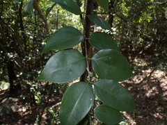 Strychnos usambarensis (Strychnos usambarensis)