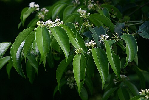 Strychnos usambarensis: Strychnos usambarensis flowers - Inhamitanga Forest, Mozambique