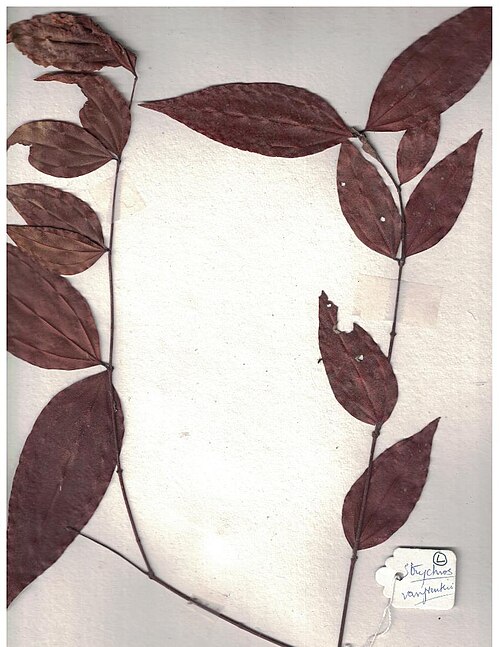 Strychnos vanprukii: Herbarium scans from the Anamalai Hills