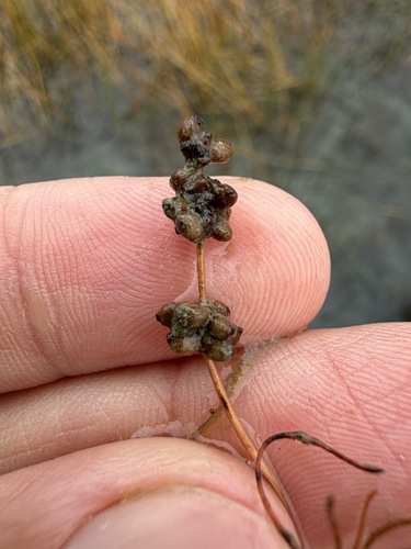 Fineleaf pondweed (Stuckenia filiformis)