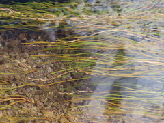 Fineleaf pondweed (Stuckenia filiformis)