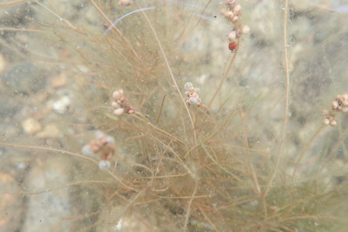 Fineleaf pondweed (Stuckenia filiformis)