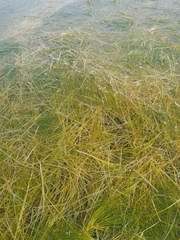 Fineleaf pondweed (Stuckenia filiformis)