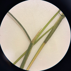 Fineleaf pondweed (Stuckenia filiformis)