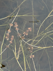 Fineleaf pondweed (Stuckenia filiformis)