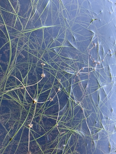 Fineleaf pondweed (Stuckenia filiformis)