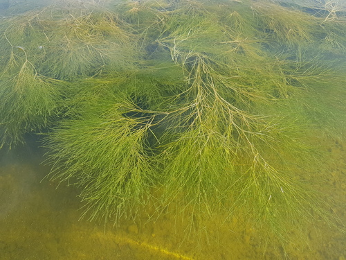 Fineleaf pondweed (Stuckenia filiformis)