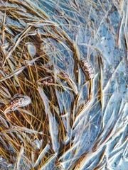 Fineleaf pondweed (Stuckenia filiformis)