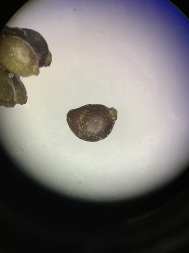 Fineleaf pondweed (Stuckenia filiformis)
