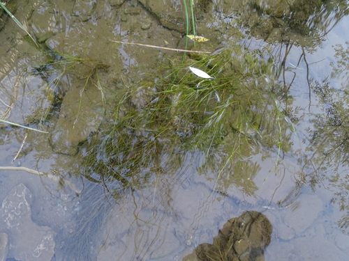 Fineleaf pondweed (Stuckenia filiformis)