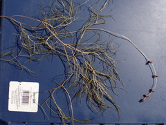 Sago pondweed (Stuckenia pectinata)