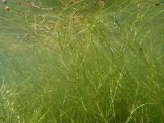 Sago pondweed (Stuckenia pectinata)