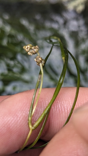 Sago pondweed (Stuckenia pectinata)