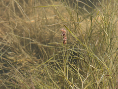 Sago pondweed (Stuckenia pectinata)