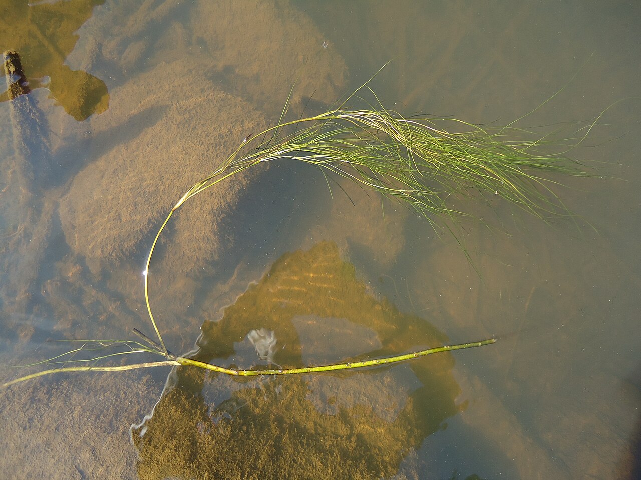 Sheathed pondweed: Sheathed pondweed from the Baltic Sea, north of Luleå, Sweden in Örnabben. Link to google maps: https://maps.google.se/maps?ll=65.694983,22.265998&spn=0.047339,