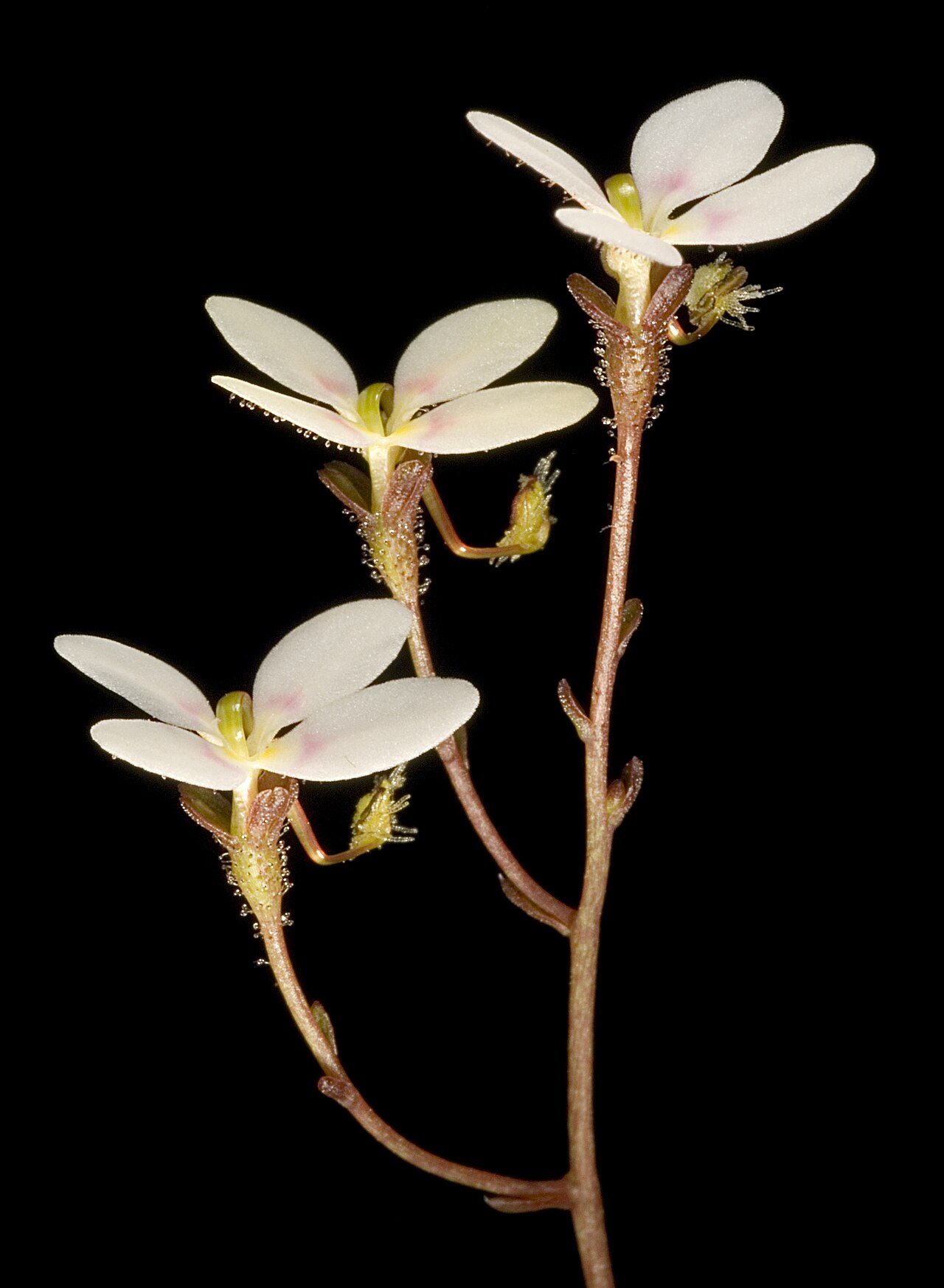 Stylidium caespitosum: KRT3491