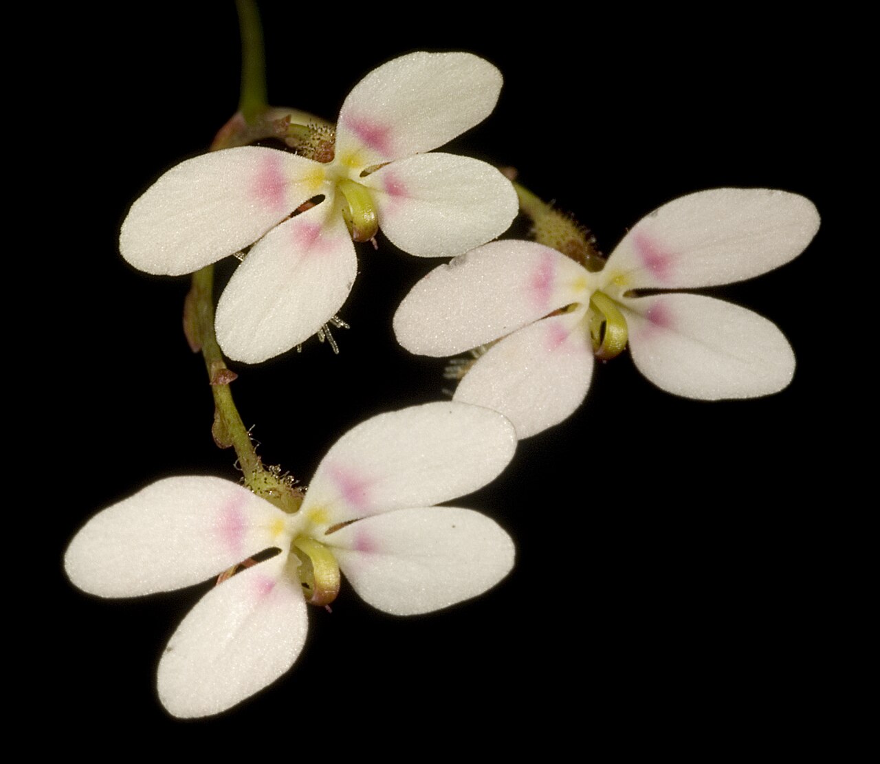Stylidium caespitosum: KRT3491