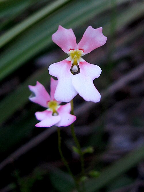 Stylidium calcaratum: Stylidium calcaratum Book Trigger Plant