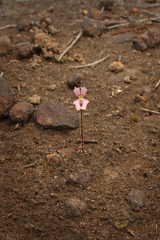Stylidium calcaratum (Stylidium calcaratum)