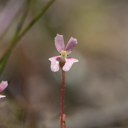 Stylidium calcaratum (Stylidium calcaratum)
